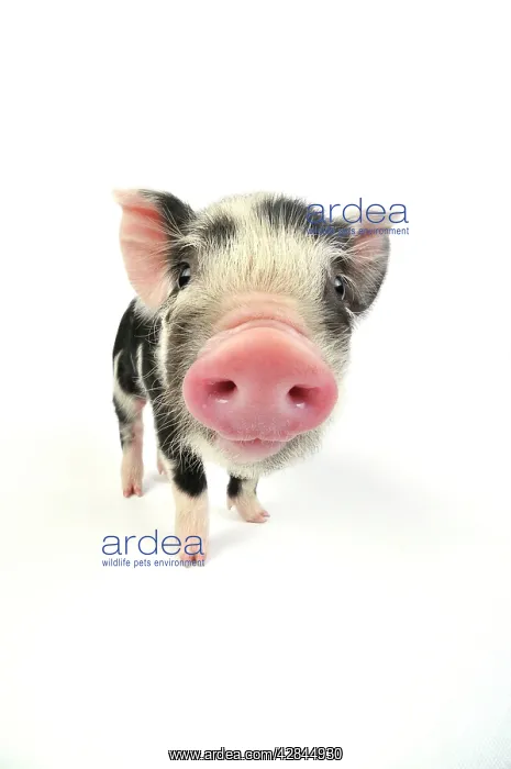  : Pig. Kune Kune piglet on white background