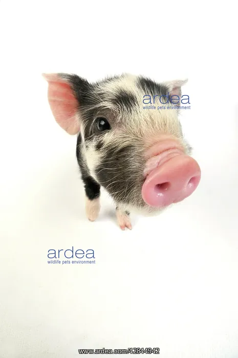  : Pig. Kune Kune piglet on white background