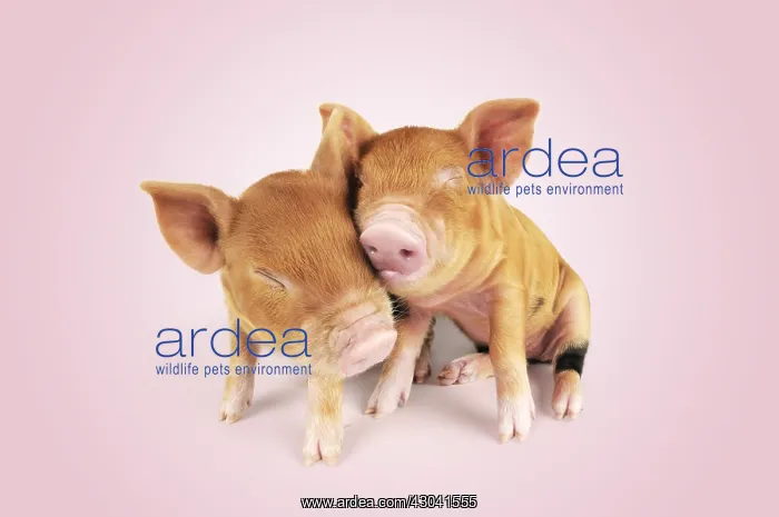  : Pig. Kune Kune piglets hugging  / embracing
