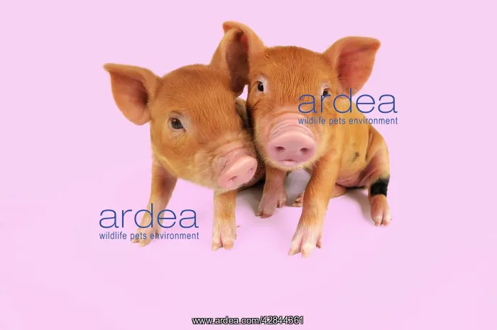 : Pig - Kune Kune piglets on pink background : Pig - Kune Kune piglets on pink background