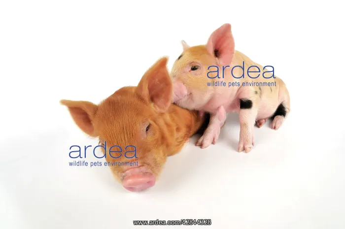  : Pig. Kune Kune piglets on white background
