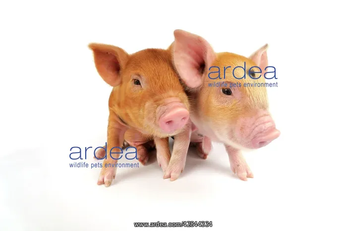  : Pig. Kune Kune piglets on white background