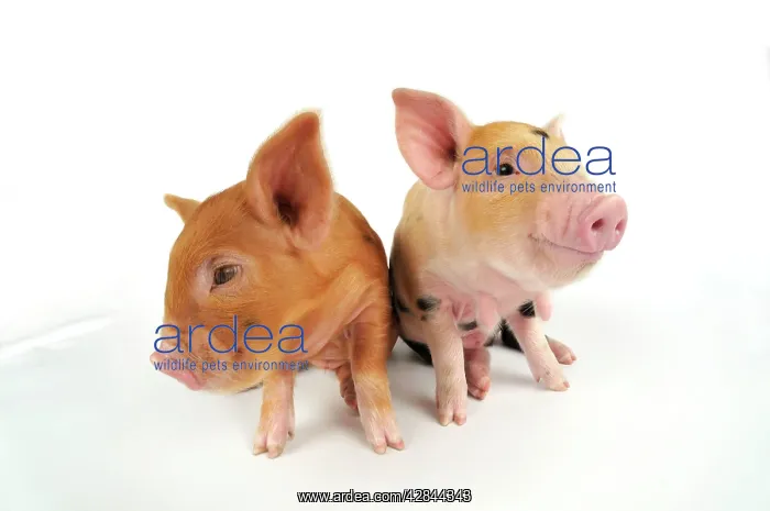  : Pig. Kune Kune piglets on white background