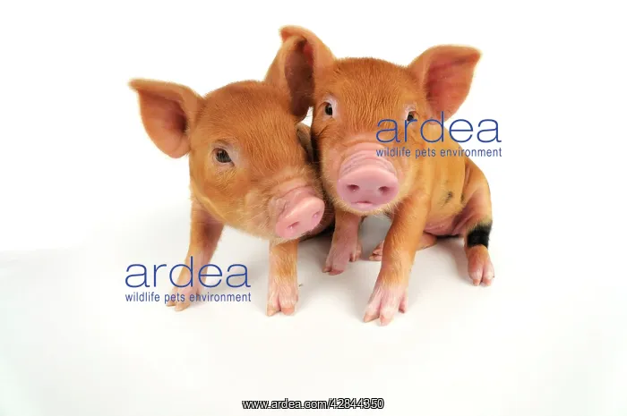  : Pig. Kune Kune piglets on white background