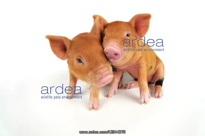  : Pig. Kune Kune piglets on white background