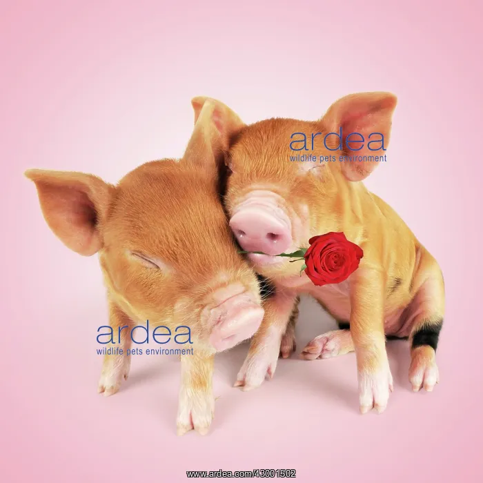 : Pig. Kune piglets hugging and embracing holding a rose : Pig. Kune piglets hugging and embracing holding a rose