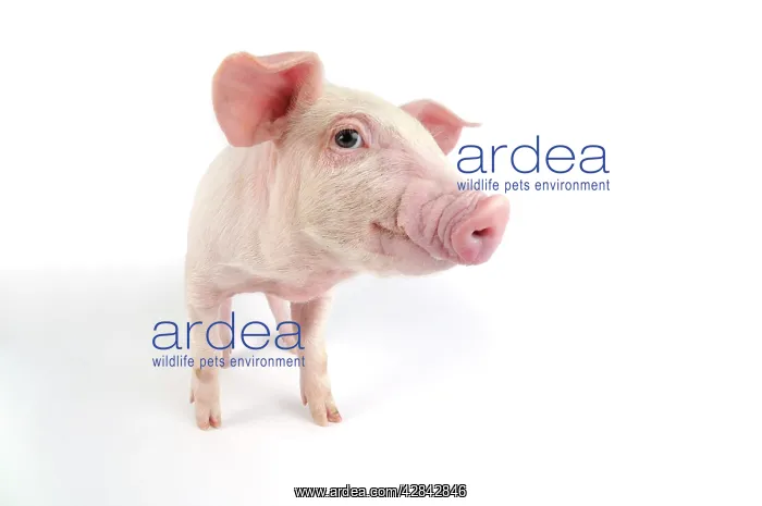  : Pig. Landrace piglet on white background