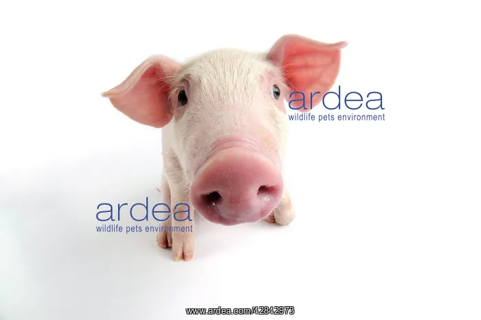  : Pig. Landrace piglet on white background