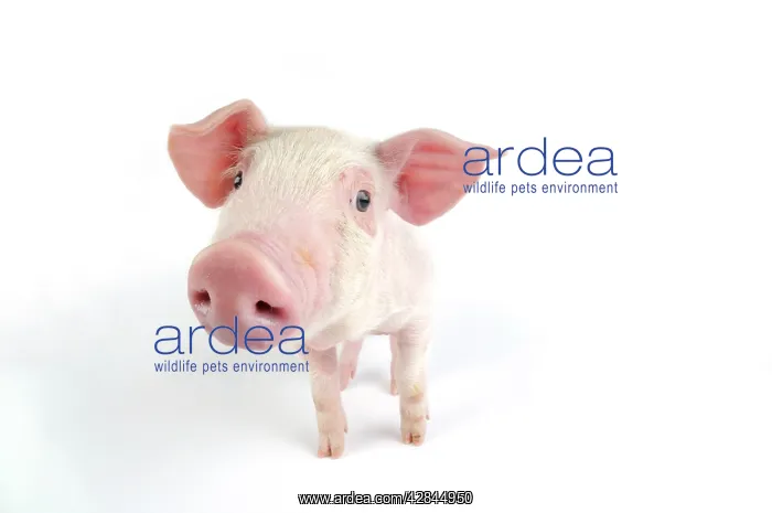  : Pig. Landrace piglet on white background