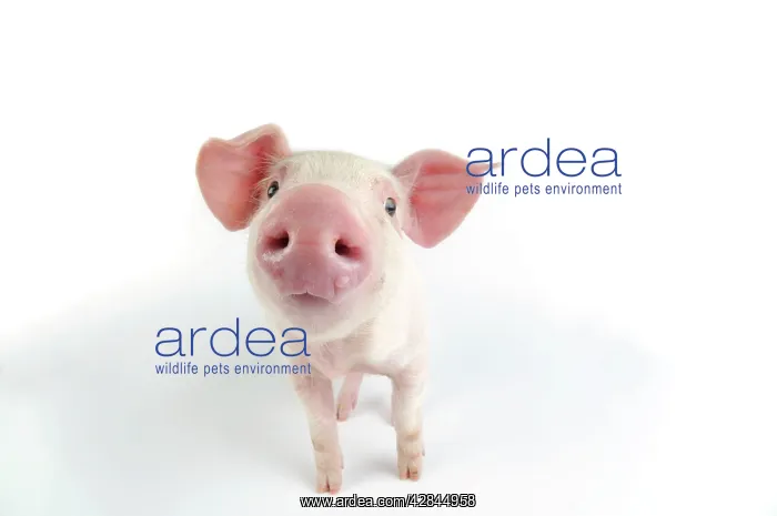  : Pig. Landrace piglet on white background