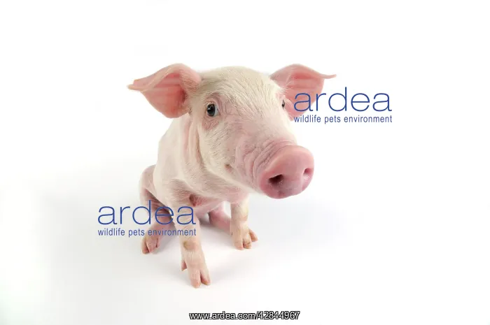  : Pig. Landrace piglet on white background