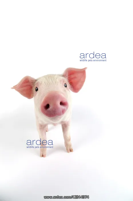  : Pig. Landrace piglet on white background
