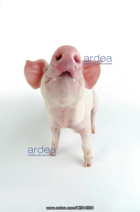  : Pig. Landrace piglet on white background