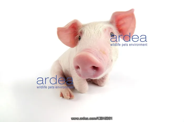  : Pig. Landrace piglet on white background