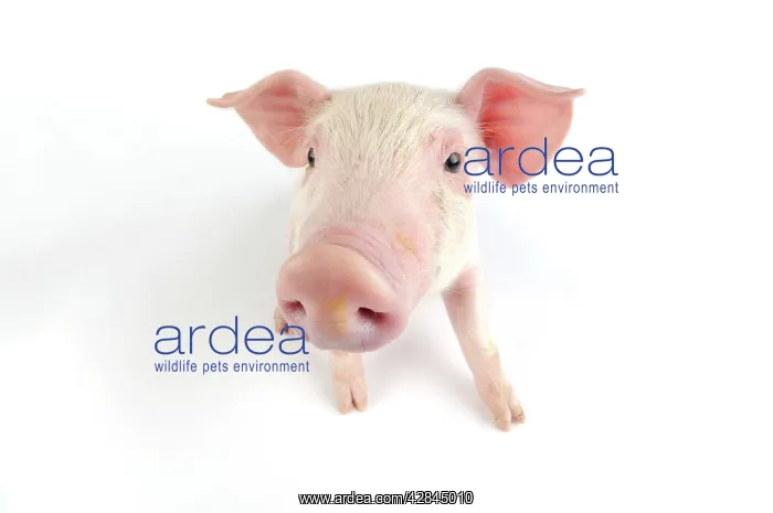  : Pig. Landrace piglet on white background