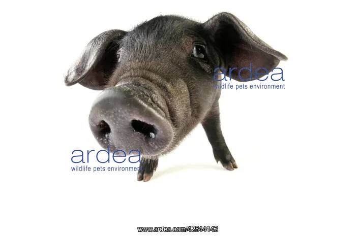  : Pig. Large black piglet