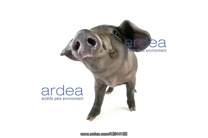  : Pig. Large black piglet