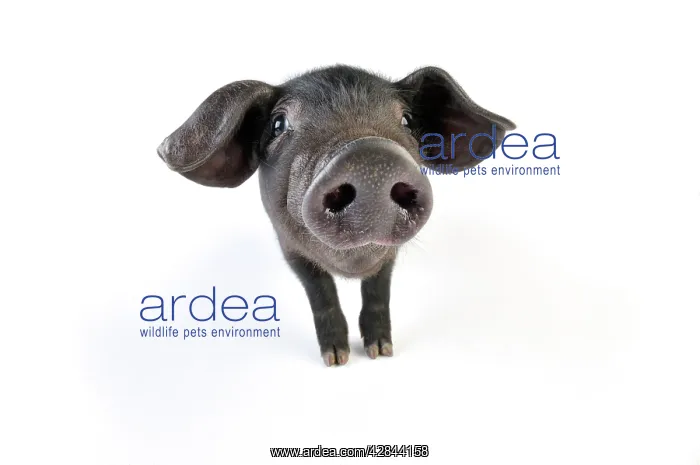  : Pig. Large black piglet