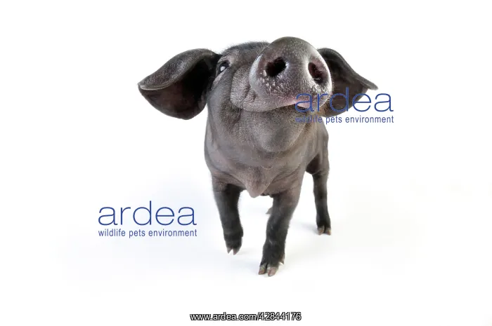  : Pig. Large black piglet