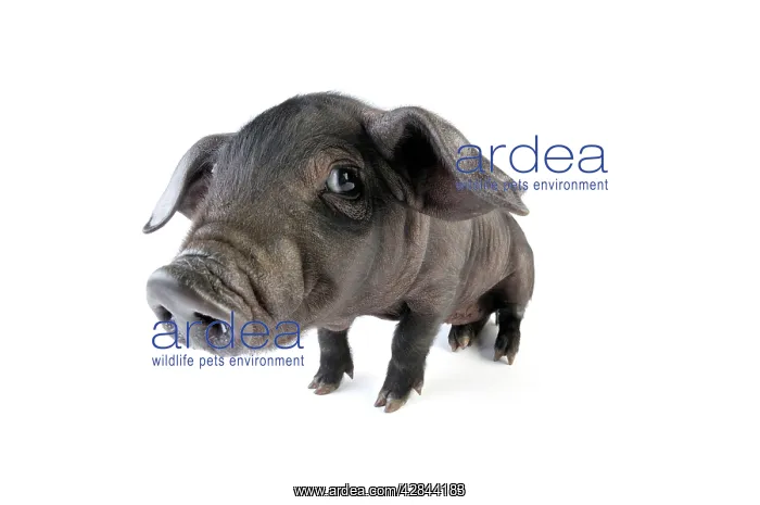 : Pig. Large black piglet
