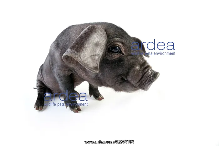  : Pig. Large black piglet