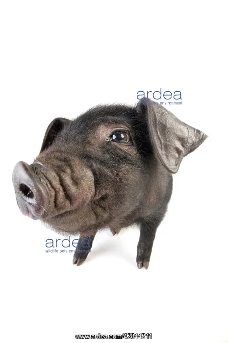  : Pig. Large black piglet
