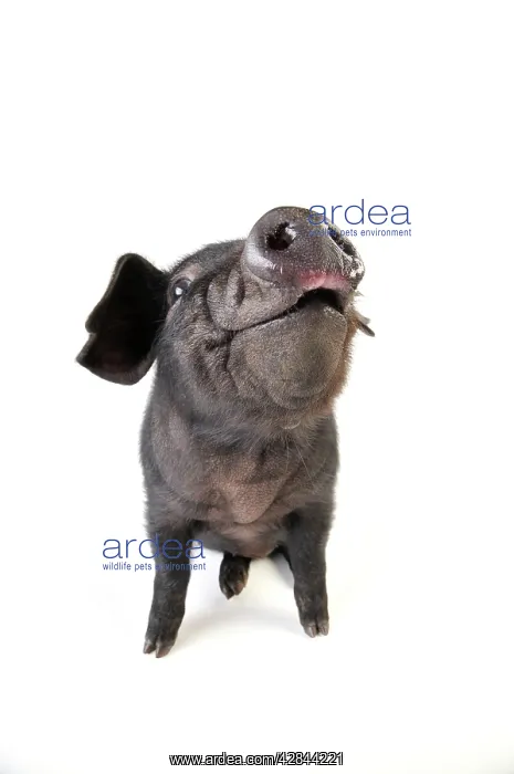 : Pig. Large black piglet : Pig. Large black piglet