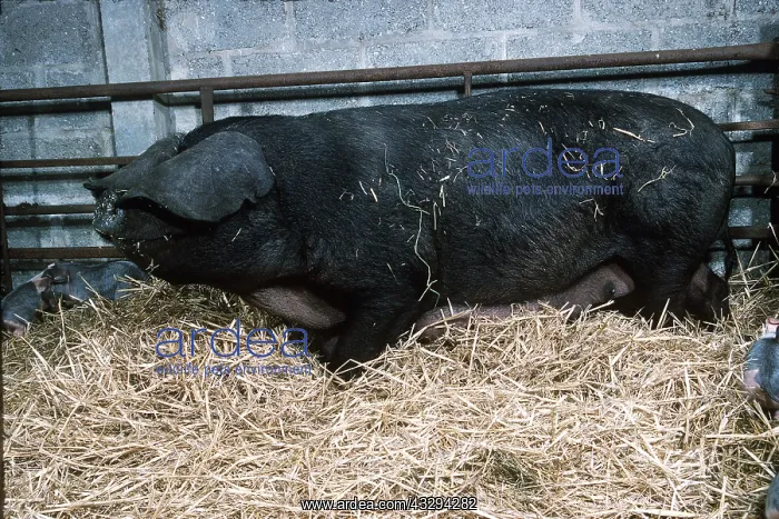 : PIG - LARGE BLACK SOW IN STRAW : PIG - LARGE BLACK SOW IN STRAW