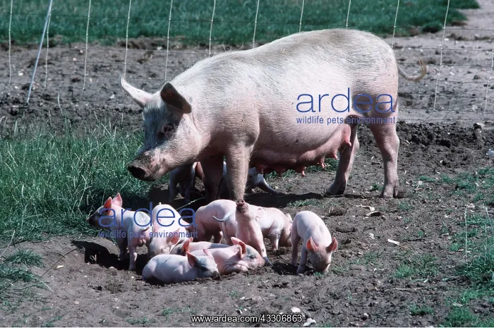 : PIG - Large white cross Duroc and young sow outdoors : PIG - Large white cross Duroc and young sow outdoors