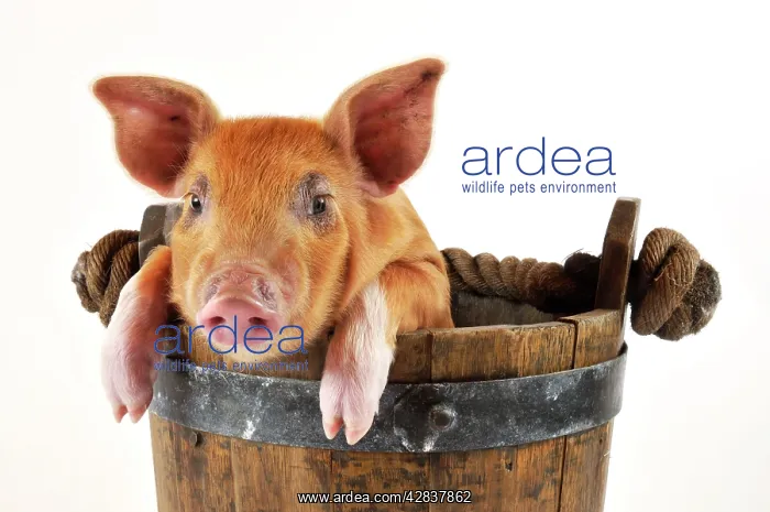 : Pig. Large white cross piglet in bucket