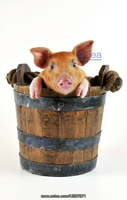  : Pig. Large white cross piglet in bucket