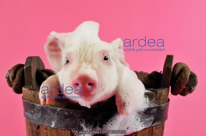 : Pig. Large white cross piglet in bucket with bubbles : Pig. Large white cross piglet in bucket with bubbles
