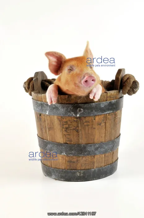 : Pig - Large white cross piglet in bucket with eyes shut : Pig - Large white cross piglet in bucket with eyes shut