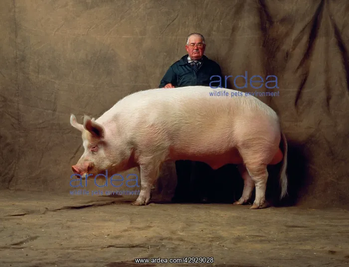  : PIG - large white and owner