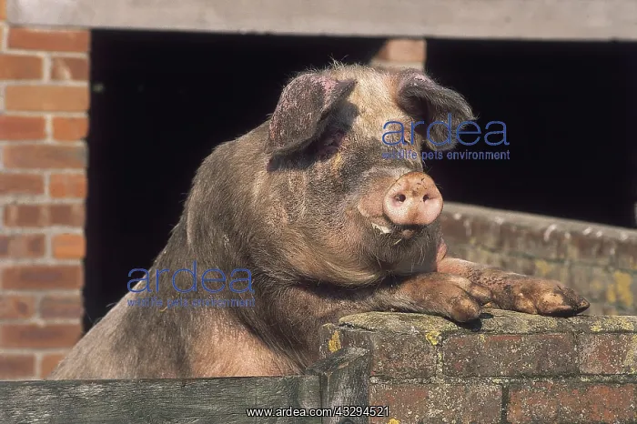 : PIG - Looking over wall : PIG - Looking over wall