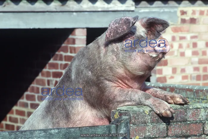 : PIG - Looking over wall : PIG - Looking over wall