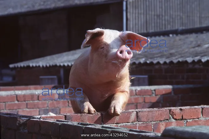 : PIG - looking over wall : PIG - looking over wall