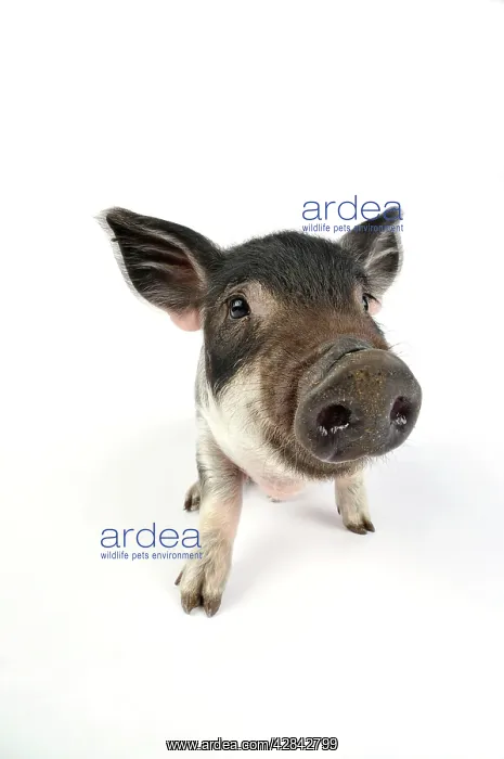 : Pig. Mangalitza piglet on white background : Pig. Mangalitza piglet on white background