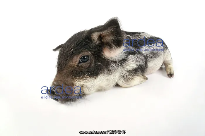 : Pig. Mangalitza piglet on white background : Pig. Mangalitza piglet on white background