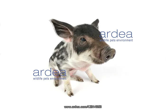 : Pig. Mangalitza piglet on white background : Pig. Mangalitza piglet on white background