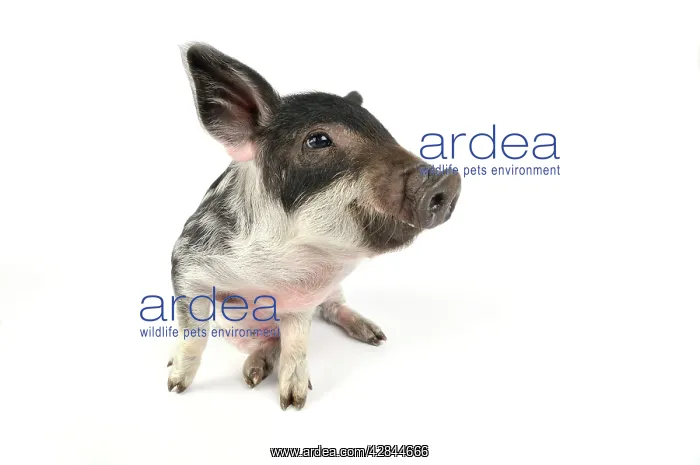 : Pig. Mangalitza piglet on white background : Pig. Mangalitza piglet on white background