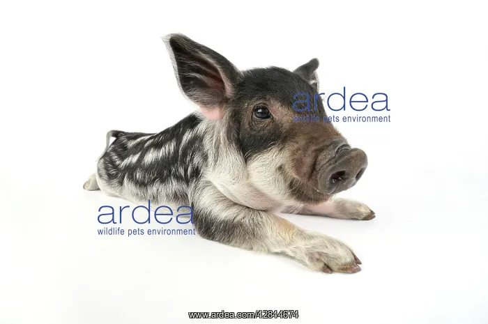 : Pig. Mangalitza piglet on white background : Pig. Mangalitza piglet on white background