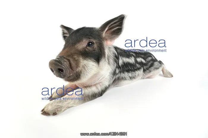 : Pig. Mangalitza piglet on white background : Pig. Mangalitza piglet on white background