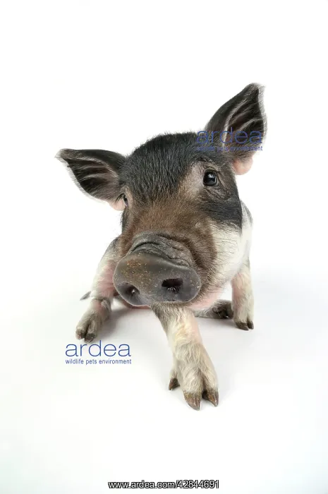 : Pig. Mangalitza piglet on white background : Pig. Mangalitza piglet on white background