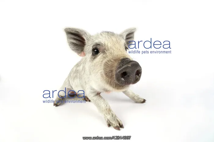  : Pig. Mangalitza piglet on white background