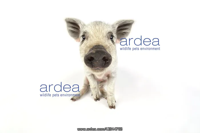 : Pig. Mangalitza piglet on white background : Pig. Mangalitza piglet on white background