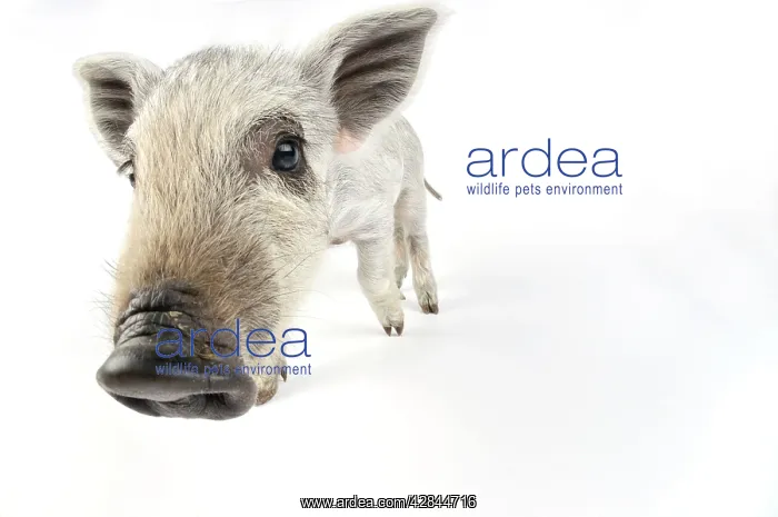 : Pig. Mangalitza piglet on white background : Pig. Mangalitza piglet on white background