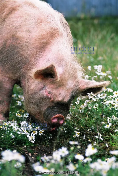 : PIG - Middle White Pig in daisy field : PIG - Middle White Pig in daisy field
