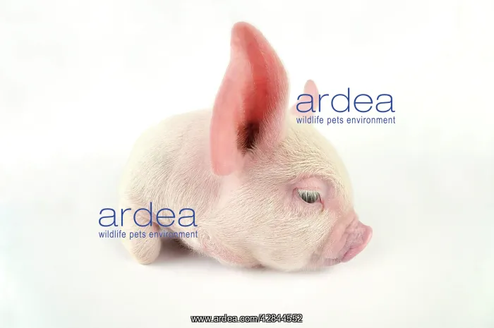  : Pig. Middle White piglet
