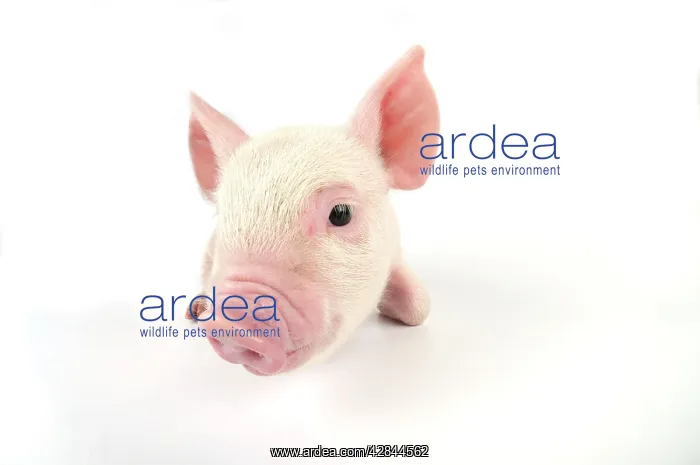  : Pig. Middle White piglet